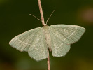 Zelenopláštník hlohový - <i>Chlorissa viridata</i>