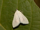 Möhrenzünsler - <i>Sitochroa palealis</i>