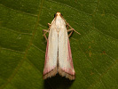 Vijačka ružovkastá - <i>Eurhodope rosella</i>