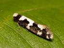 Moľa Ankerova - <i>Neurothaumasia ankerella</i>