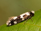 Moľa Ankerova - <i>Neurothaumasia ankerella</i>