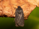 Siatica počerná - <i>Euxoa nigricans</i>