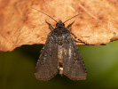Siatica počerná - <i>Euxoa nigricans</i>