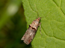 <i>Trachonitis cristella</i>