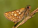 Chequered Skipper - <i>Carterocephalus palaemon</i>
