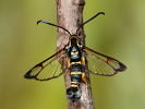 Synanthedon vespiformis