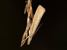 <i>Agriphila straminella</i>