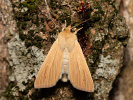 Plavokřídlec stepní - <i>Mythimna pallens</i>