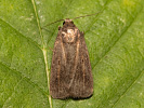 Blýskavka lesklá - <i>Proxenus lepigone</i>
