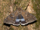 Stužkonoska modrá - <i>Catocala fraxini</i>