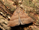 Zobonosec kopřivový