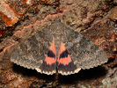 Stužkonoska topolová - <i>Catocala elocata</i>