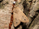 Mora hájová - <i>Orthosia munda</i>