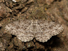 <i>Ectropis crepuscularia</i>