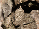 Obaleč - <i>Acleris roscidana</i>
