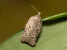 Obaleč - <i>Acleris roscidana</i>