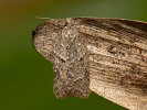 Obaleč - <i>Acleris roscidana</i>