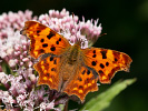 Comma - <i>Polygonia c-album</i>