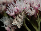 <i>Dipleurina lacustrata</i>