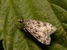 <i>Dipleurina lacustrata</i>