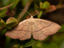 Vlnopásník hnědonachový - <i>Scopula rubiginata</i>