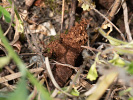 Nesytka bodalková - <i>Synanthedon stomoxiformis</i>