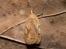 Obaleč březový - <i>Acleris ferrugana</i>