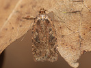 Common Flat-body - <i>Agonopterix heracliana</i>