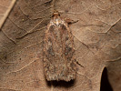 Common Flat-body - <i>Agonopterix heracliana</i>
