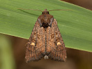 Sivkavec bielobodý - <i>Helotropha leucostigma</i>