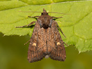 Sivkavec bielobodý - <i>Helotropha leucostigma</i>
