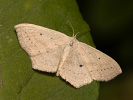 Vlnopásník mokřadní - <i>Scopula flaccidaria</i>