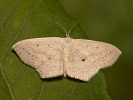 Vlnopásník mokřadní - <i>Scopula flaccidaria</i>