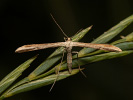 Pernatuška svlačcová - <i>Emmelina monodactyla</i>