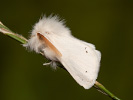 Bekyně zlatořitná - <i>Euproctis chrysorrhoea</i>