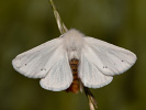 Bekyně zlatořitná - <i>Euproctis chrysorrhoea</i>