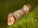 Faléra lipová - <i>Phalera bucephala</i>