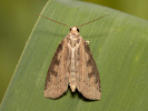 Sivkavec vodný - <i>Chilodes maritima</i>