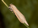 Drvopleň rákosový - <i>Phragmataecia castaneae</i>