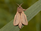 Drvopleň rákosový - <i>Phragmataecia castaneae</i>