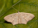 Vlnopásník mokřadní - <i>Scopula flaccidaria</i>