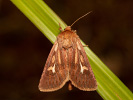 Můra luční - <i>Cerapteryx graminis</i>