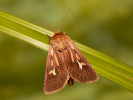 Můra luční - <i>Cerapteryx graminis</i>