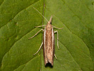 <i>Agriphila tristella</i>