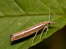 <i>Agriphila tristella</i>