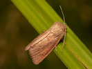 Travařka bažinná - <i>Denticucullus pygmina</i>