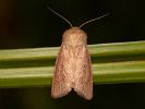 Travařka bažinná - <i>Denticucullus pygmina</i>