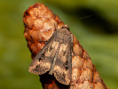 Osenice ypsilonová - <i>Agrotis ipsilon</i>