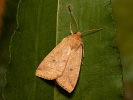 Blýskavka žlutá - <i>Enargia paleacea</i>