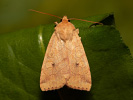 Blýskavka žlutá - <i>Enargia paleacea</i>
